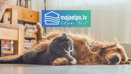 How to improve indoor air quality if you have pets