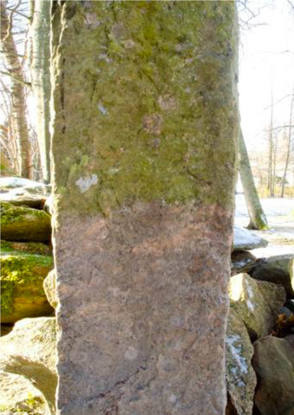 Jape Grön-Fri® 5L Liquid against algae, moss and lichens on stone