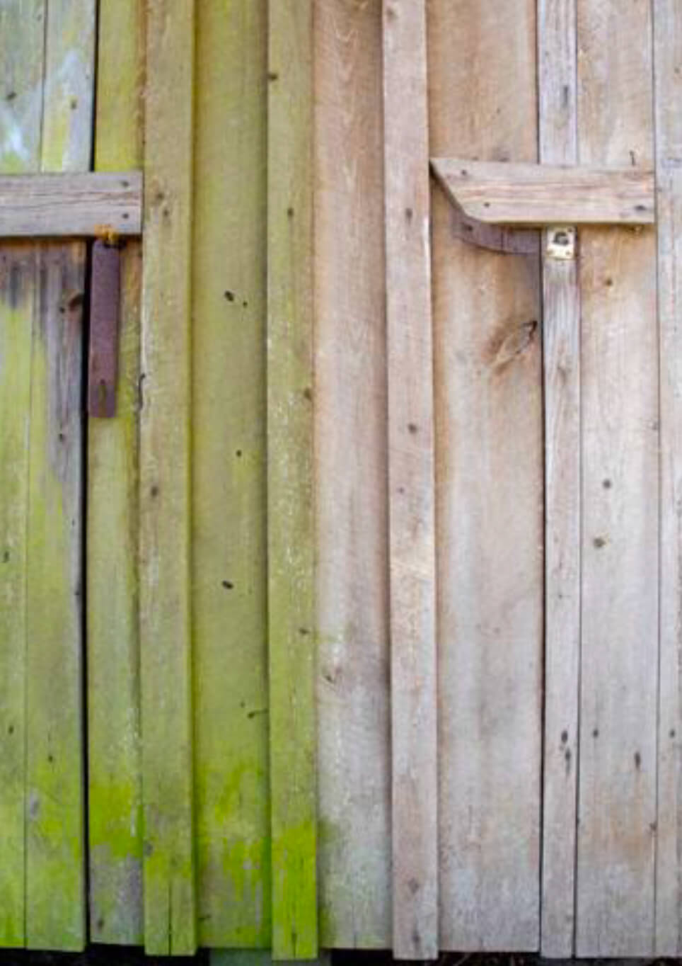 Jape Grön-Fri® 5L Liquid against algae, moss and lichens on wooden doors
